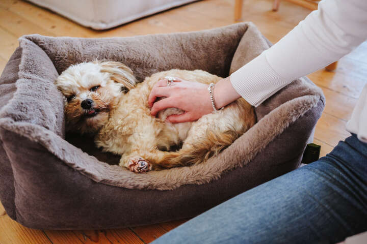 HUNTER Orthopädisches Hundesofa Rockford